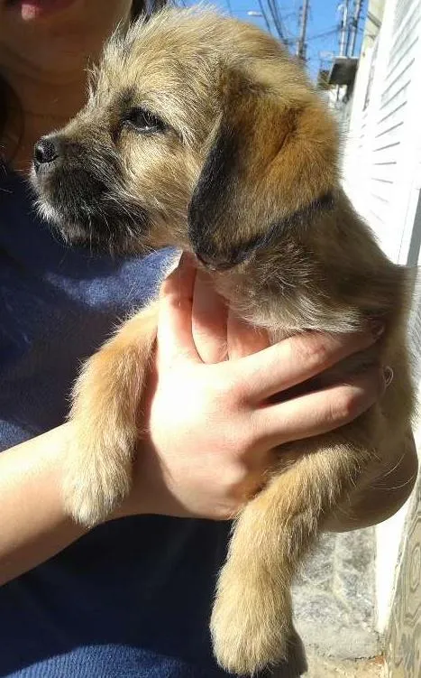 Cachorro ra a Sem raça definida idade 2 a 6 meses nome Ainda sem nome