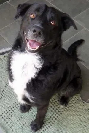 Cachorro raça nao sei idade 1 ano nome nero