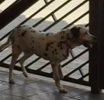 Cachorro ra a Dalmata idade 6 ou mais anos nome Guga