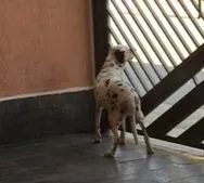 Cachorro ra a Dalmata idade 6 ou mais anos nome Guga