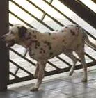 Cachorro ra a Dalmata idade 6 ou mais anos nome Guga