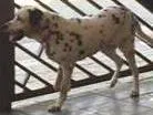 Cachorro ra a Dalmata idade 6 ou mais anos nome Guga