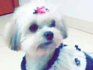 Cachorro ra a Lhasa Apso idade 7 a 11 meses nome Alice