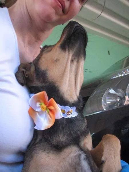 Cachorro ra a SRD idade 1 ano nome PITY