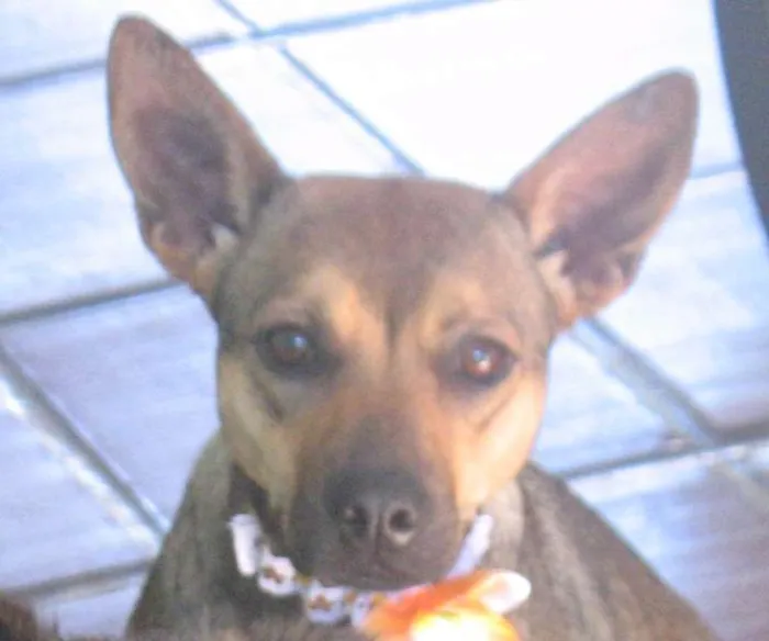 Cachorro ra a SRD idade 1 ano nome PITY