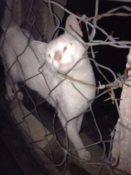 Gato raça indefinida idade  nome branca