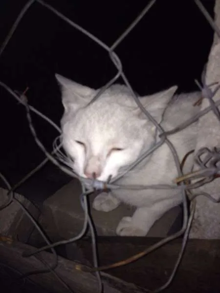 Gato raça indefinida idade  nome branca