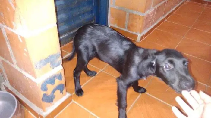 Cachorro ra a Indefinido idade 2 a 6 meses nome Toto