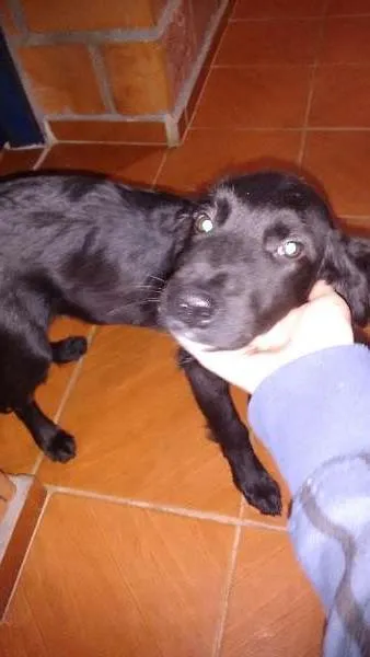 Cachorro ra a Indefinido idade 2 a 6 meses nome Toto