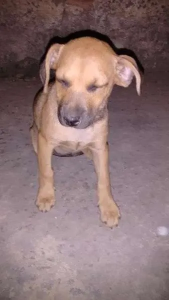 Cachorro ra a Vira lata idade 2 a 6 meses nome Penelope