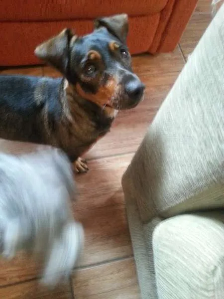 Cachorro ra a Basset-Cofap idade 3 anos nome Charllott