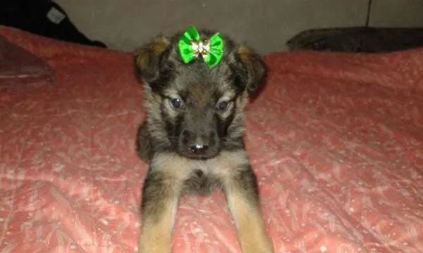 Cachorro ra a srd idade  nome july bebe