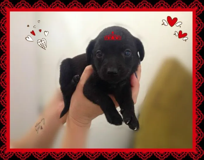Cachorro ra a vira lata idade Abaixo de 2 meses nome Princesa