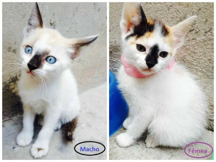 Gato ra a NE idade Abaixo de 2 meses nome Ainda sem nome