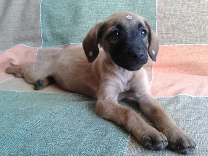 Cachorro ra a SRD  idade 2 a 6 meses nome Sarah