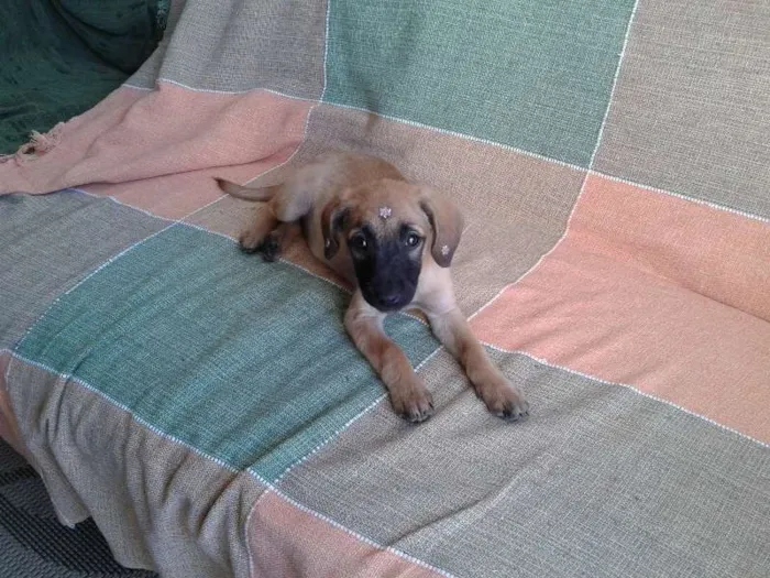 Cachorro ra a SRD  idade 2 a 6 meses nome Sarah