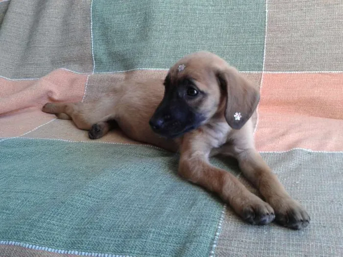 Cachorro ra a SRD  idade 2 a 6 meses nome Sarah