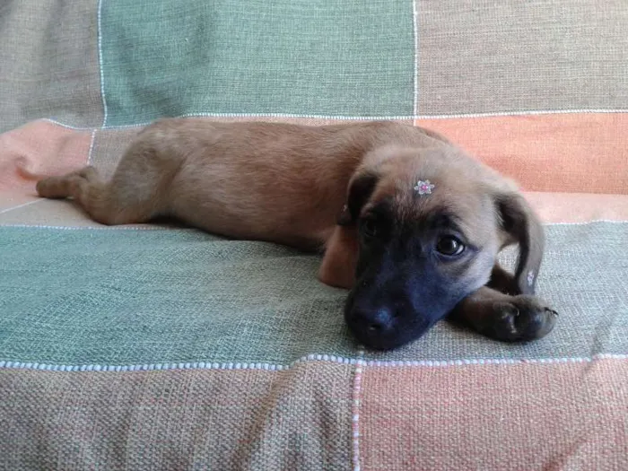 Cachorro ra a SRD  idade 2 a 6 meses nome Sarah