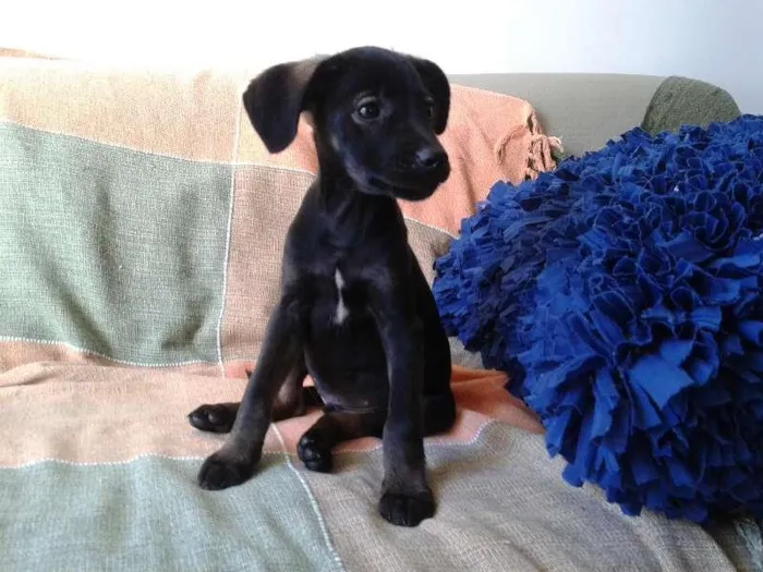 Cachorro ra a SRD idade 2 a 6 meses nome Filhote