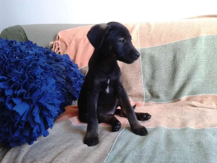 Cachorro ra a SRD idade 2 a 6 meses nome Filhote
