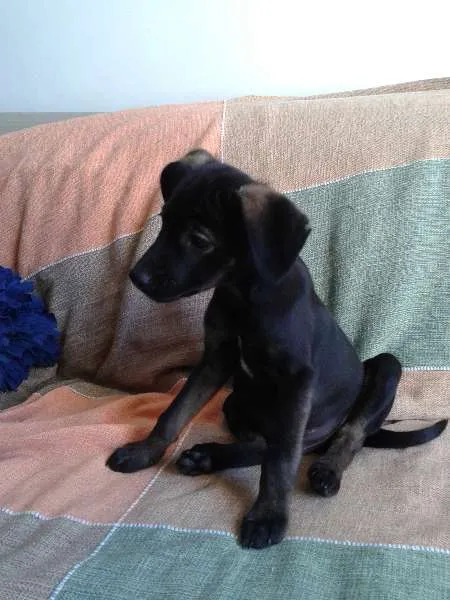 Cachorro ra a SRD idade 2 a 6 meses nome Filhote