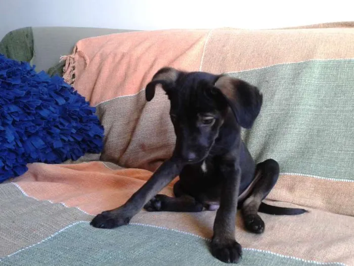 Cachorro ra a SRD idade 2 a 6 meses nome Filhote