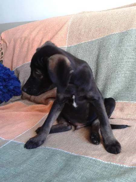Cachorro ra a SRD idade 2 a 6 meses nome Filhote