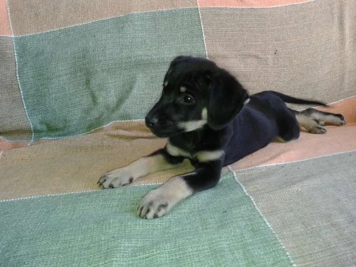 Cachorro ra a SRD idade 2 a 6 meses nome Filhote 2