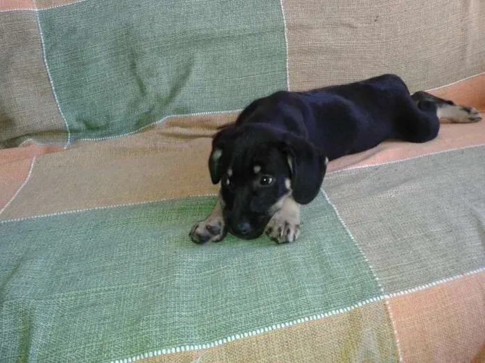 Cachorro ra a SRD idade 2 a 6 meses nome Filhote 2
