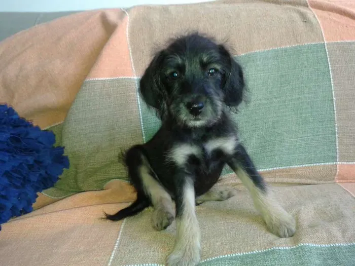 Cachorro ra a SRD idade 2 a 6 meses nome Filhote 3