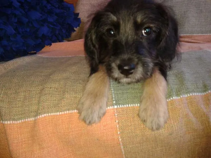 Cachorro ra a SRD idade 2 a 6 meses nome Filhote 3