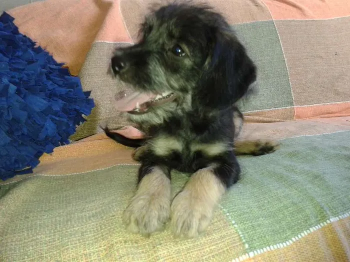 Cachorro ra a SRD idade 2 a 6 meses nome Filhote 3