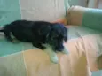 Filhote 3