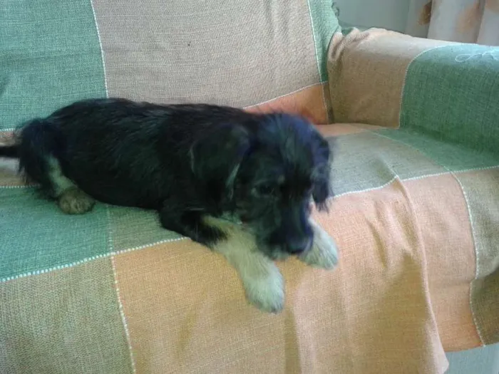 Cachorro ra a SRD idade 2 a 6 meses nome Filhote 3