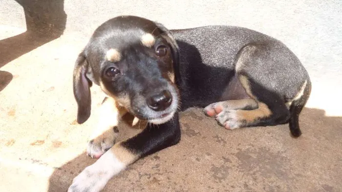 Cachorro ra a vira lata idade 2 a 6 meses nome sem nome