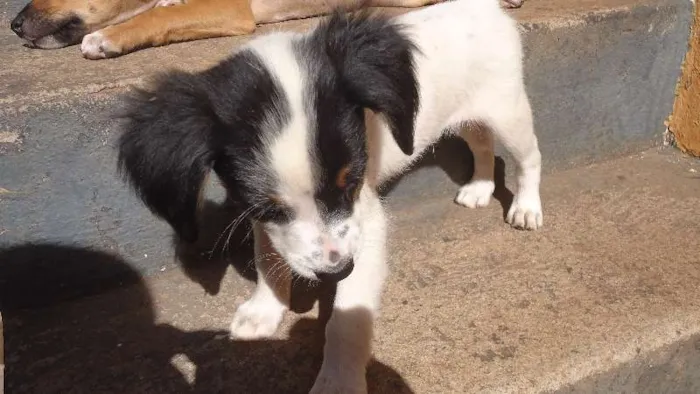 Cachorro ra a vira lata idade 2 a 6 meses nome sem nome