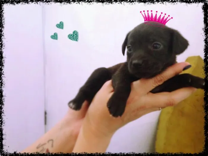 Cachorro ra a vira lata idade Abaixo de 2 meses nome Pérola