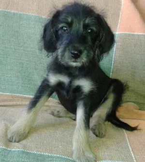 Cachorro raça SRD idade 2 a 6 meses nome Filhote 3