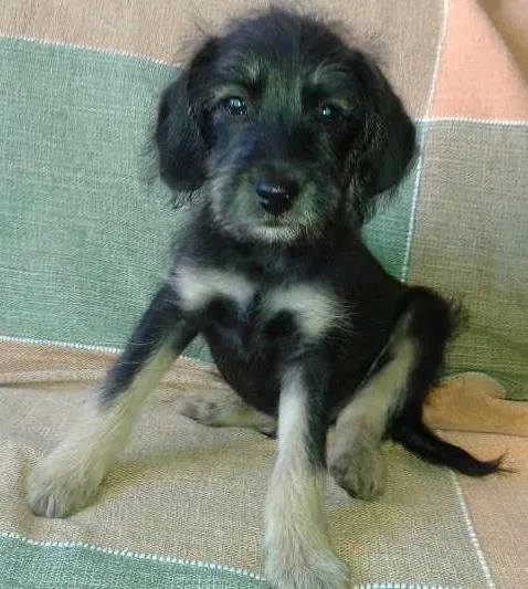 Cachorro ra a SRD idade 2 a 6 meses nome Filhote 3
