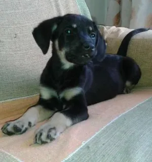 Cachorro raça SRD idade 2 a 6 meses nome Filhote 2