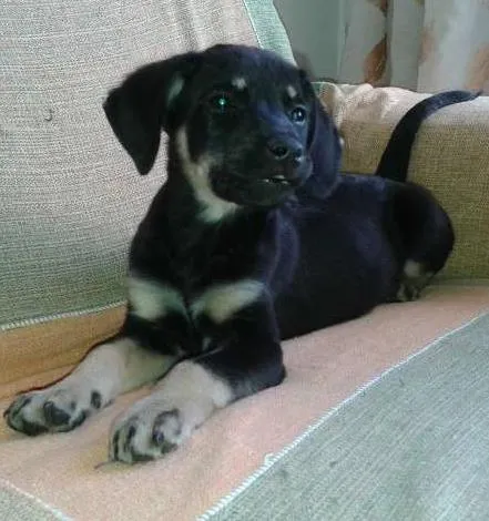 Cachorro ra a SRD idade 2 a 6 meses nome Filhote 2