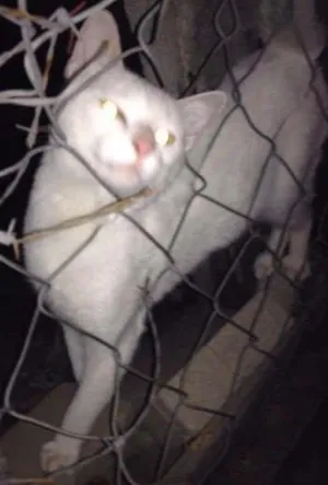 Gato raça indefinida idade  nome branca