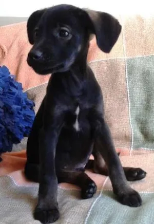 Cachorro raça SRD idade 2 a 6 meses nome Filhote