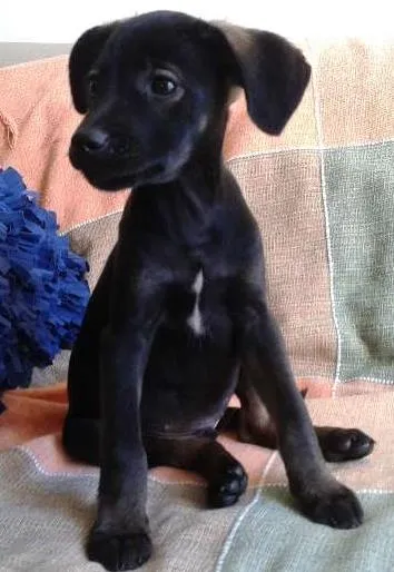 Cachorro ra a SRD idade 2 a 6 meses nome Filhote