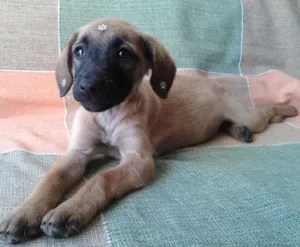 Cachorro raça SRD  idade 2 a 6 meses nome Sarah