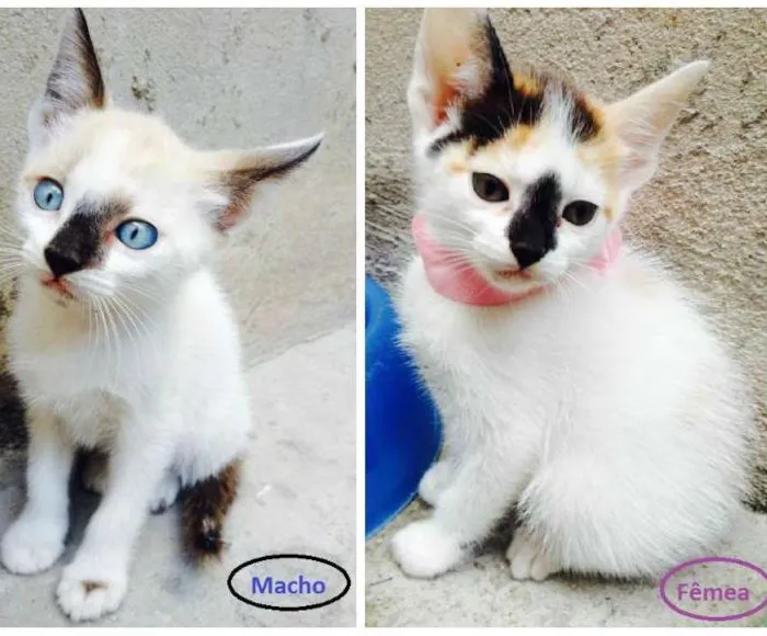 Gato ra a NE idade Abaixo de 2 meses nome Ainda sem nome