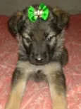 july bebe