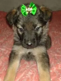 Cachorro ra a srd idade  nome july bebe