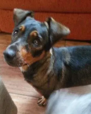 Cachorro raça Basset-Cofap idade 3 anos nome Charllott