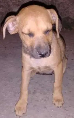 Cachorro raça Vira lata idade 2 a 6 meses nome Penelope